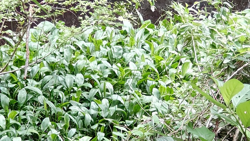 ヘラオモダカ 横浜市旭区希望が丘水の森公園