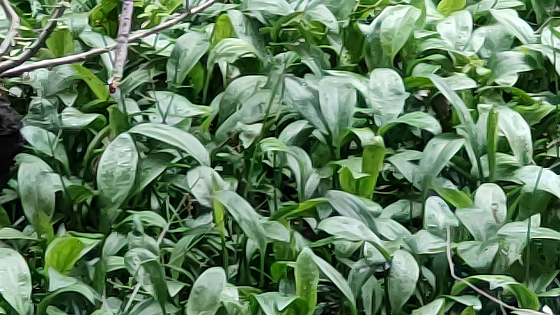 ヘラオモダカ 横浜市旭区希望が丘水の森公園