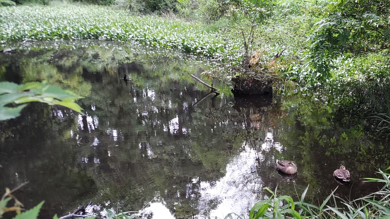 カルガモ 横浜市旭区希望が丘水の森公園
