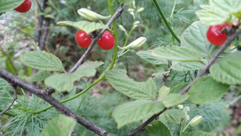 ユスラウメの果実 横浜市旭区希望が丘水の森公園