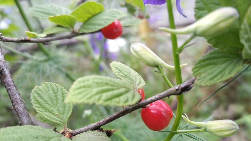 ユスラウメの果実とヒエンソウの蕾 横浜市旭区希望が丘水の森公園