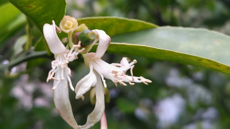 レモンの花 横浜市旭区中希望が丘