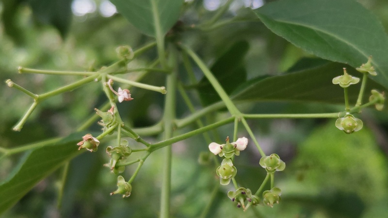 マユミの花 横浜市旭区中希望が丘