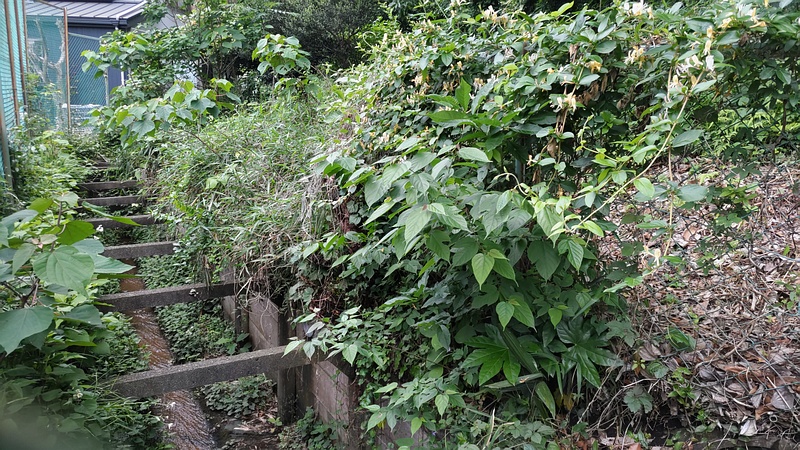 帷子川源流 横浜市旭区南希望が丘