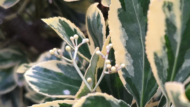 フイリマサキの蕾 横浜市旭区南希望が丘