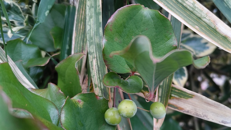 サルトリイバラの果実 横浜市旭区南希望が丘