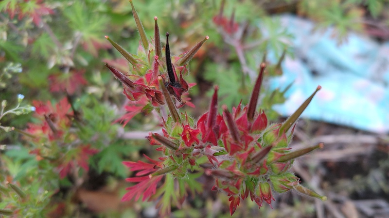 アメリカフウロの果実 横浜市旭区南希望が丘