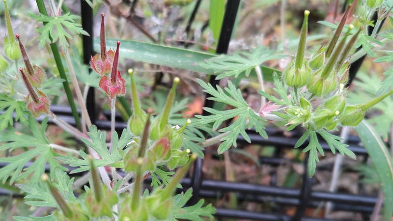 アメリカフウロの果実 横浜市旭区南希望が丘