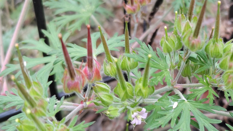 アメリカフウロの果実 横浜市旭区南希望が丘