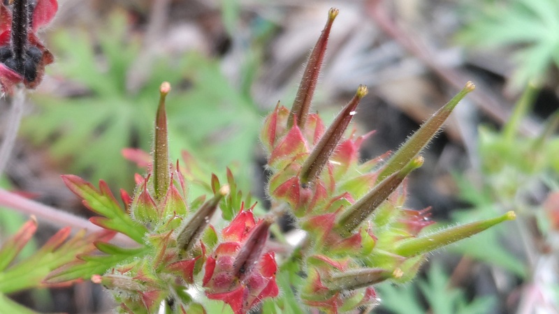 アメリカフウロの果実 横浜市旭区南希望が丘