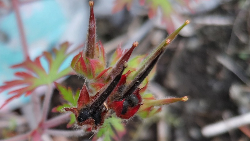 アメリカフウロの果実 横浜市旭区南希望が丘