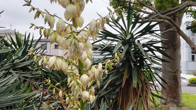 アツバキミガヨランの花 横浜市旭区南希望が丘