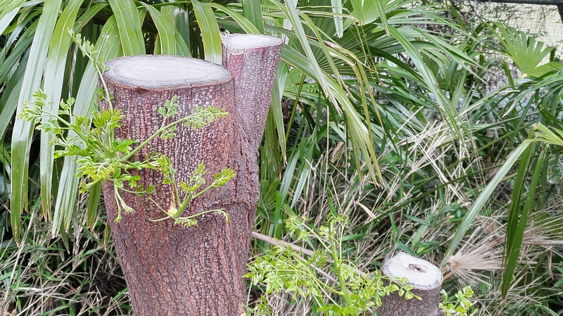 センダンの切株 横浜市旭区南希望が丘