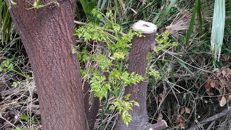 センダンの新枝 横浜市旭区南希望が丘