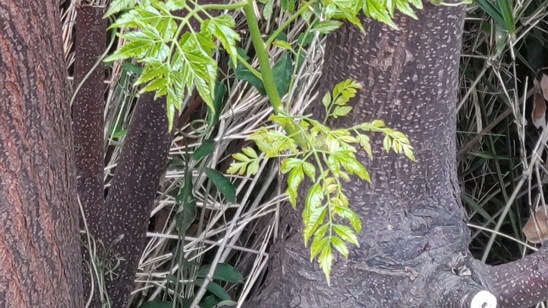 センダンの新枝 横浜市旭区南希望が丘