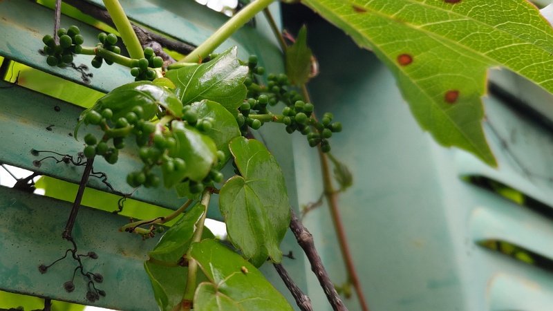 ツタの果実 横浜市旭区南希望が丘