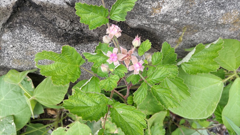 ナワシロイチゴの花 横浜市旭区中希望が丘