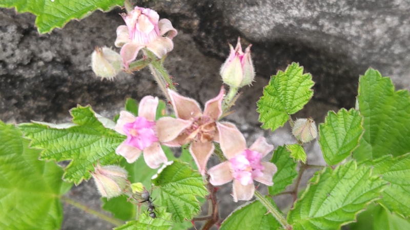 ナワシロイチゴの花 横浜市旭区中希望が丘