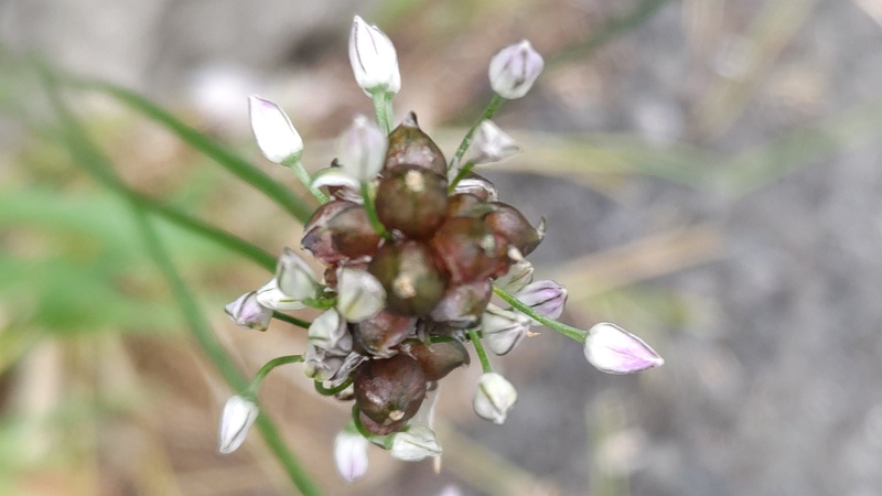 ノビルの蕾と珠芽 横浜市旭区中希望が丘