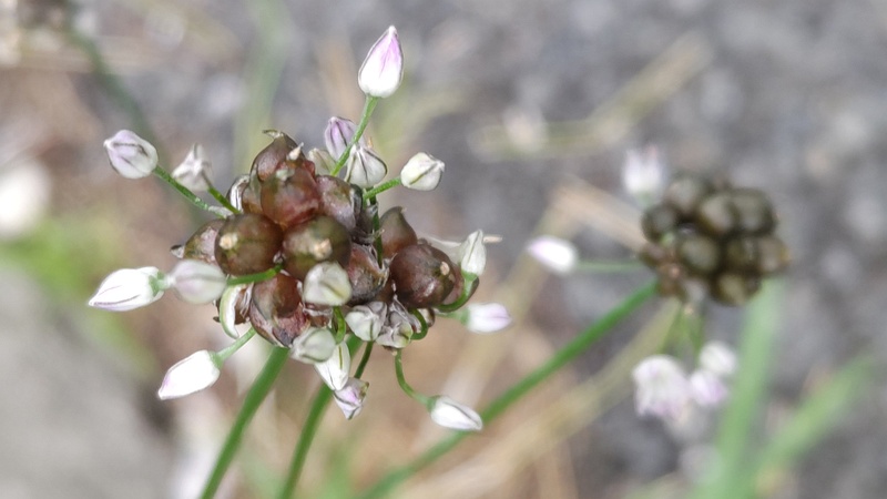 ノビルの蕾と珠芽 横浜市旭区中希望が丘