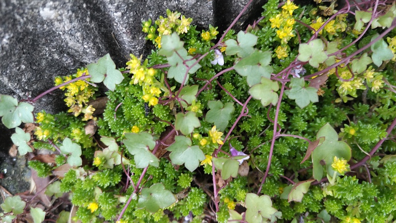 マンネングサの花とツタバウンラン 横浜市旭区南希望が丘