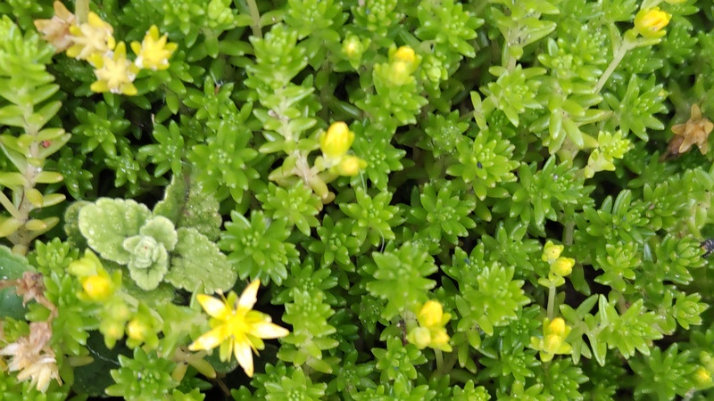 マンネングサの花 横浜市旭区南希望が丘