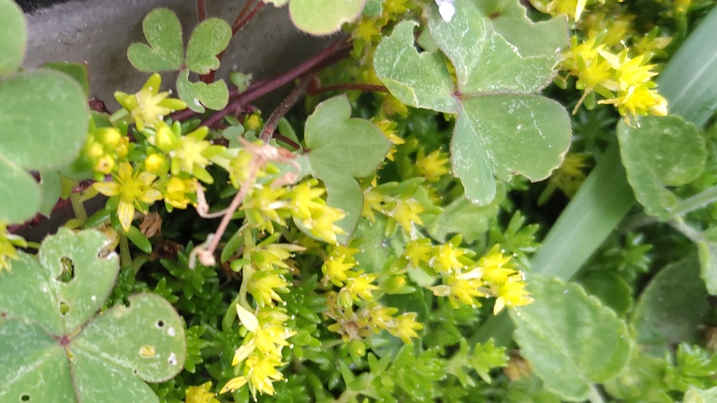 マンネングサの花 横浜市旭区南希望が丘