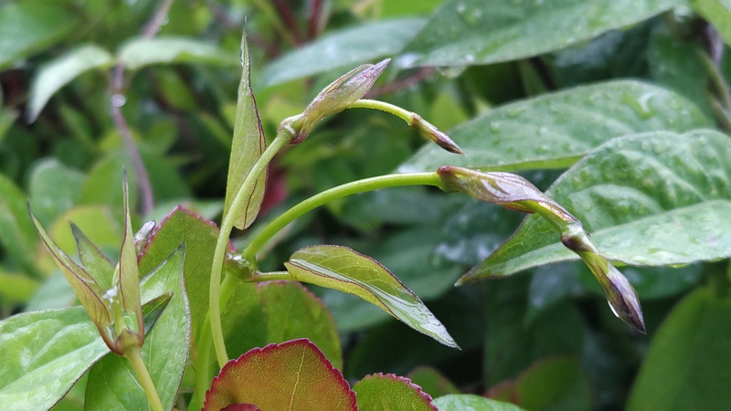 ヘクソカズラ 東京都大田区平和島公園