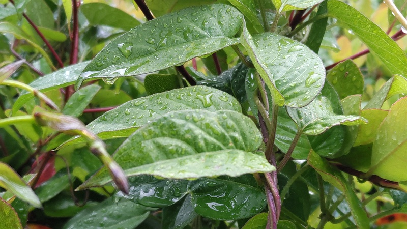 ヘクソカズラ 東京都大田区平和島公園