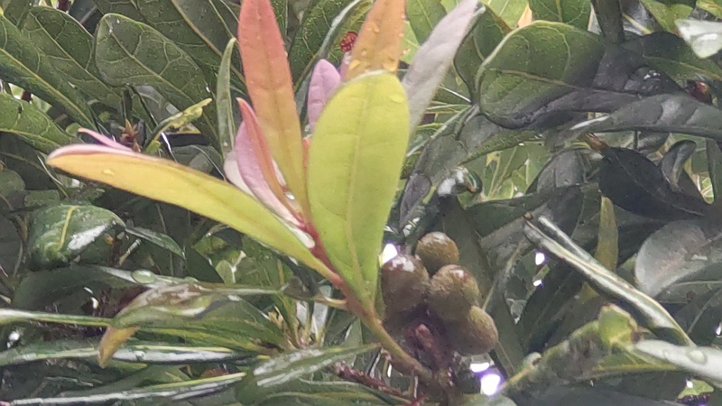 ヤマモモの果実 東京都大田区平和島公園