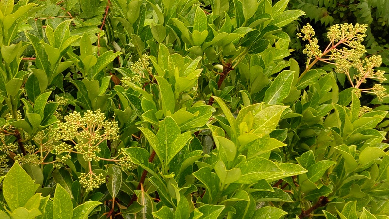サンゴジュの蕾 東京都大田区平和島公園