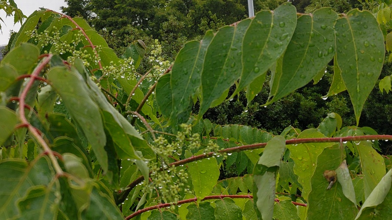 ニワウルシの蕾 東京都大田区平和島公園