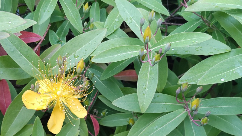 ビヨウヤナギの蕾と花 東京都大田区平和島