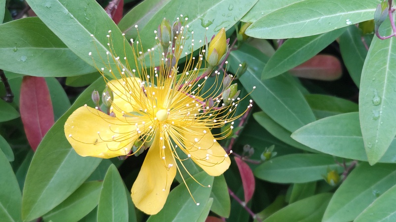 ビヨウヤナギの花 東京都大田区平和島