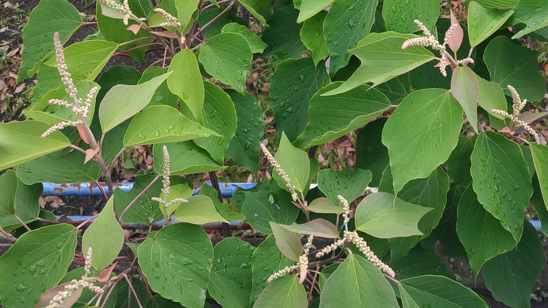 アカメガシワの蕾 東京都大田区平和島公園