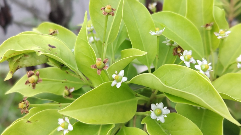 ソヨゴの花と果実 東京都大田区平和島公園
