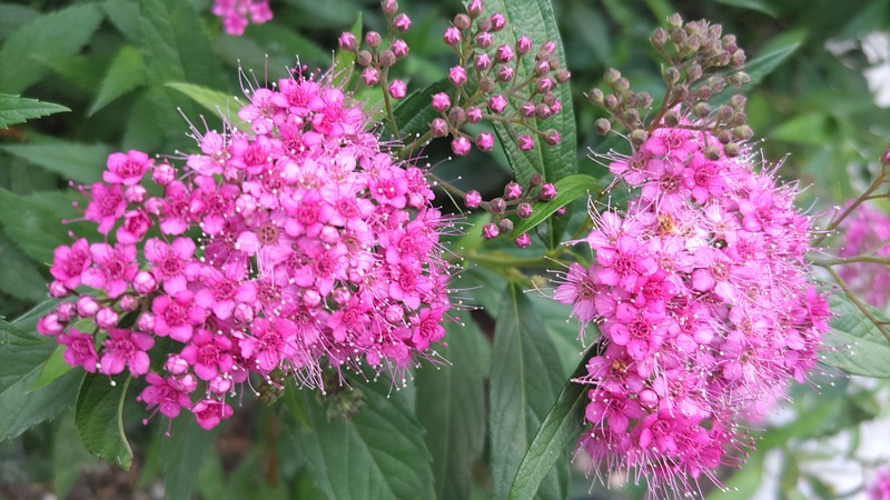 シモツケの花 東京都大田区平和島公園
