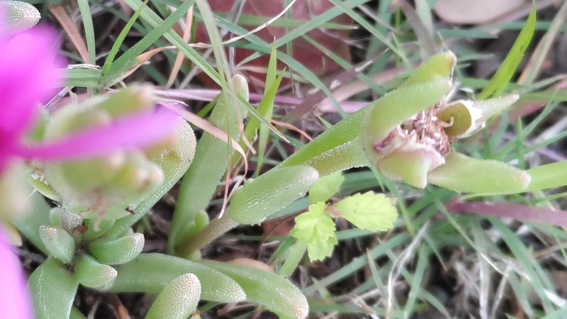 マツバギク 東京都大田区平和島公園