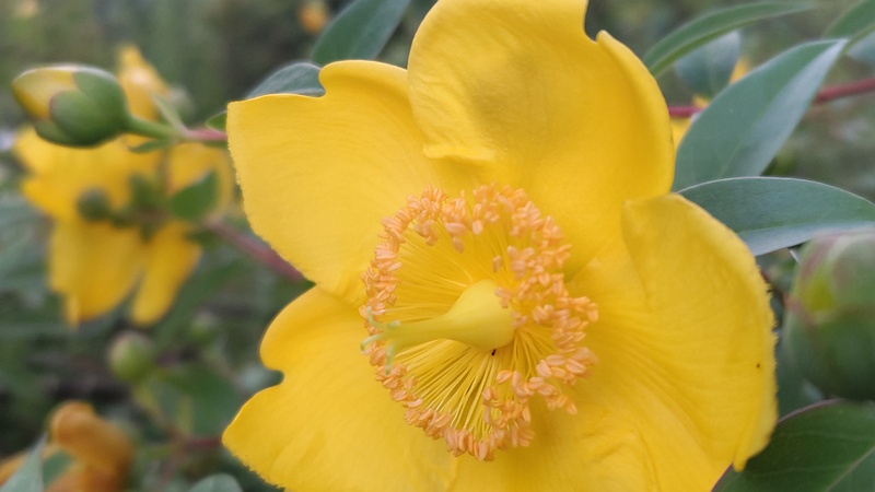 キンシバイの花 東京都大田区平和島公園