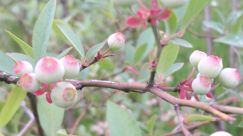 ブルーベリーの果実 東京都大田区平和島公園