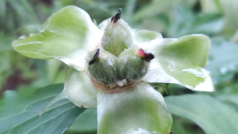 ボタンの果実 東京都大田区平和島公園