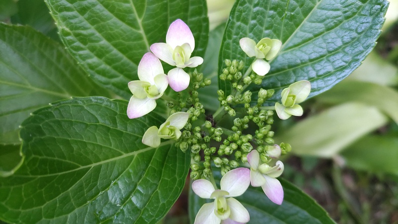 アジサイの花 東京都大田区平和島公園