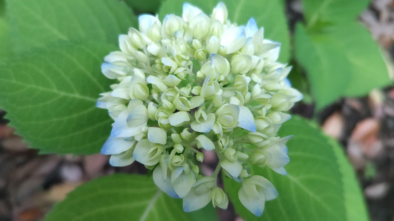 アジサイの花 東京都大田区平和の森公園