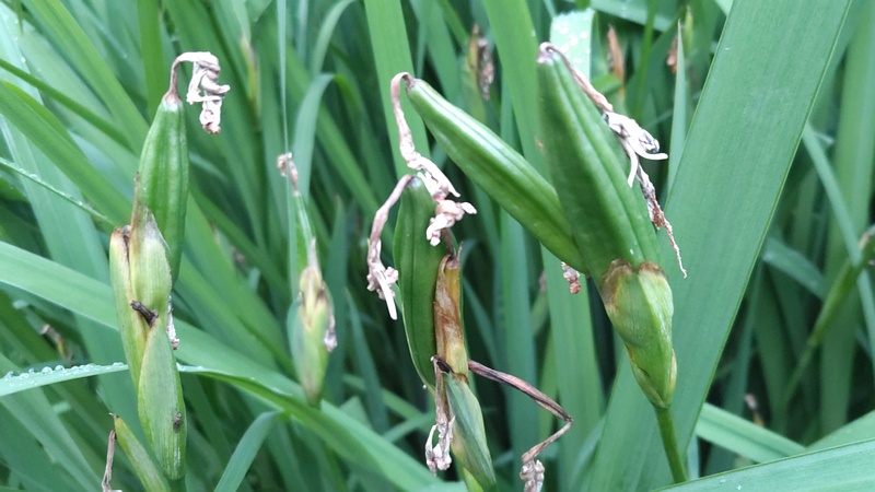 キショウブの果実 東京都大田区平和の森公園