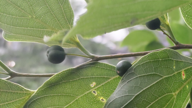 エノキの果実 東京都大田区平和の森公園