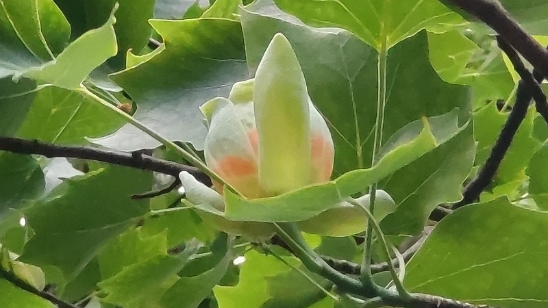 ユリノキの花 東京都大田区平和の森公園