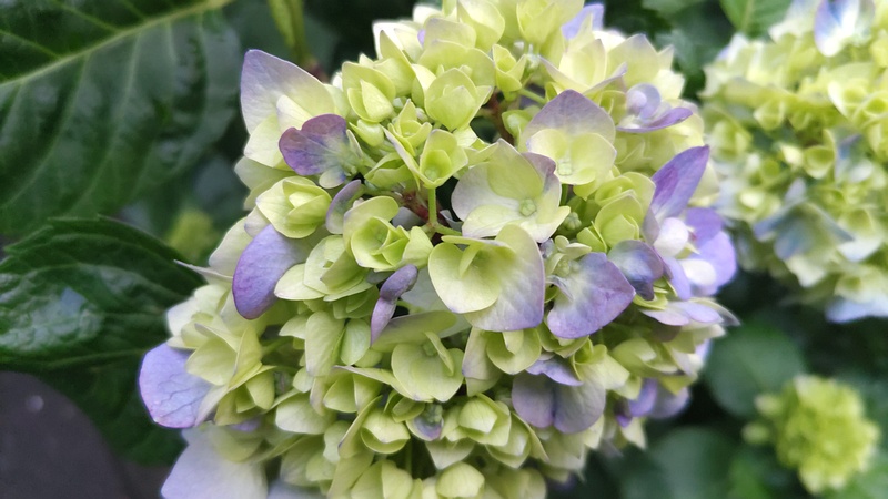 アジサイの花 東京都大田区平和の森公園