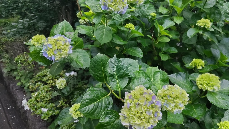 アジサイの花 東京都大田区平和の森公園