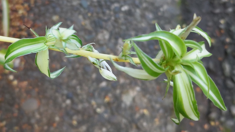オリヅルランの花 東京都大田区平和の森公園