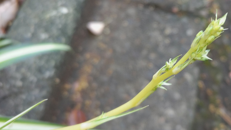 オリヅルランの花 東京都大田区平和の森公園